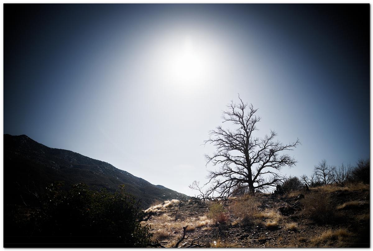 Backlit Tree.jpg