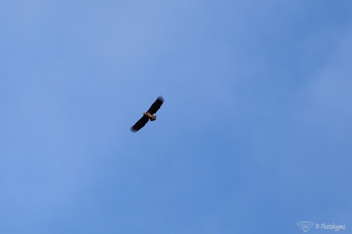 62A_7434.jpg