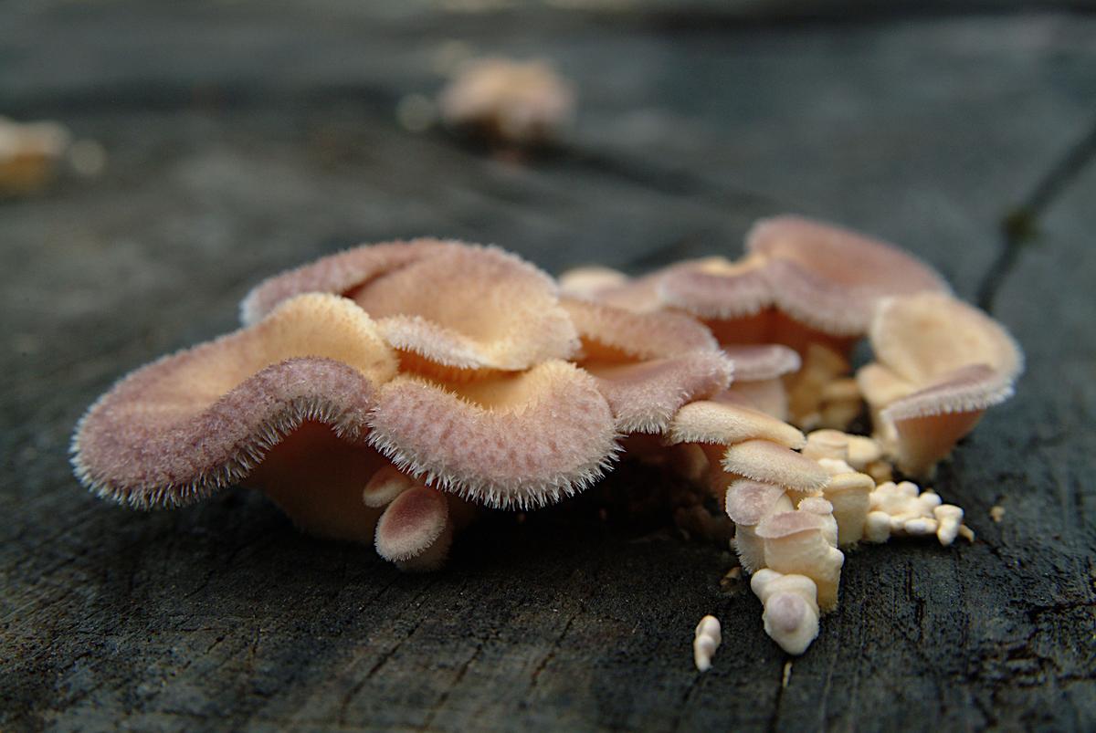 Tree mushrooms.jpg