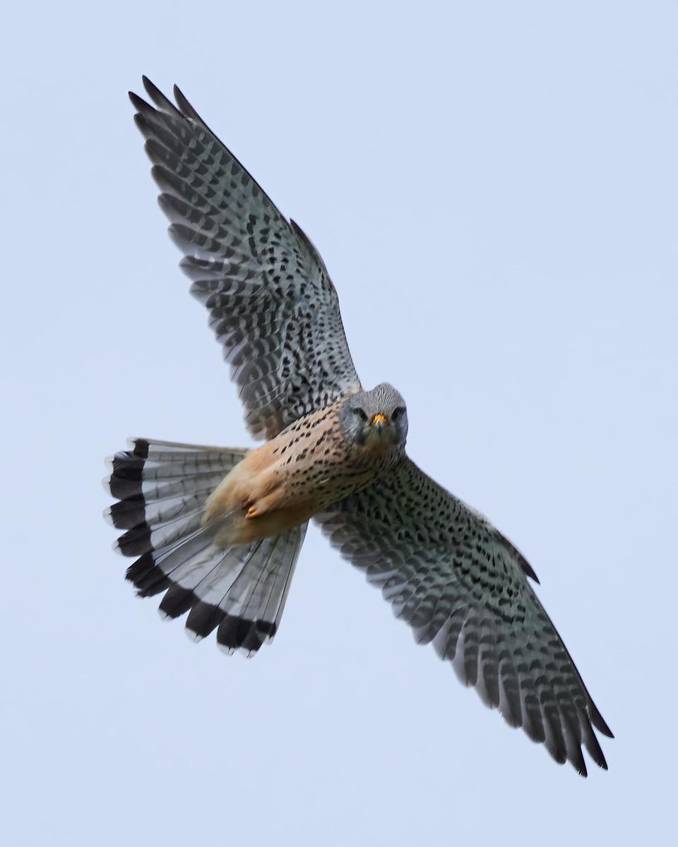 DSC_4037.jpg