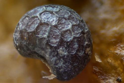poppy seed 2.jpg