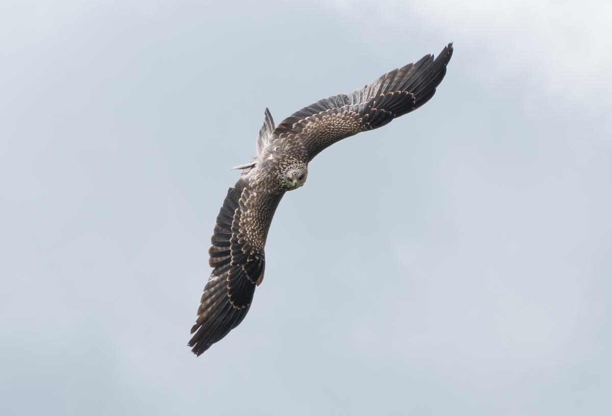 EBHJ0298-1_Superlarge.jpg