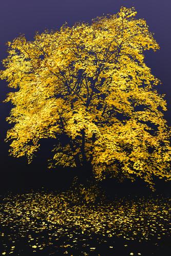 _DSC8703_sRGB_sm.jpg