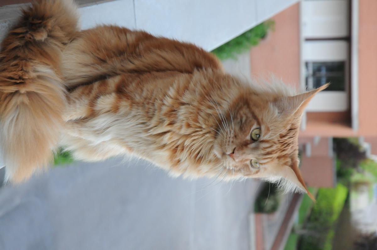 DSC_0690.JPG