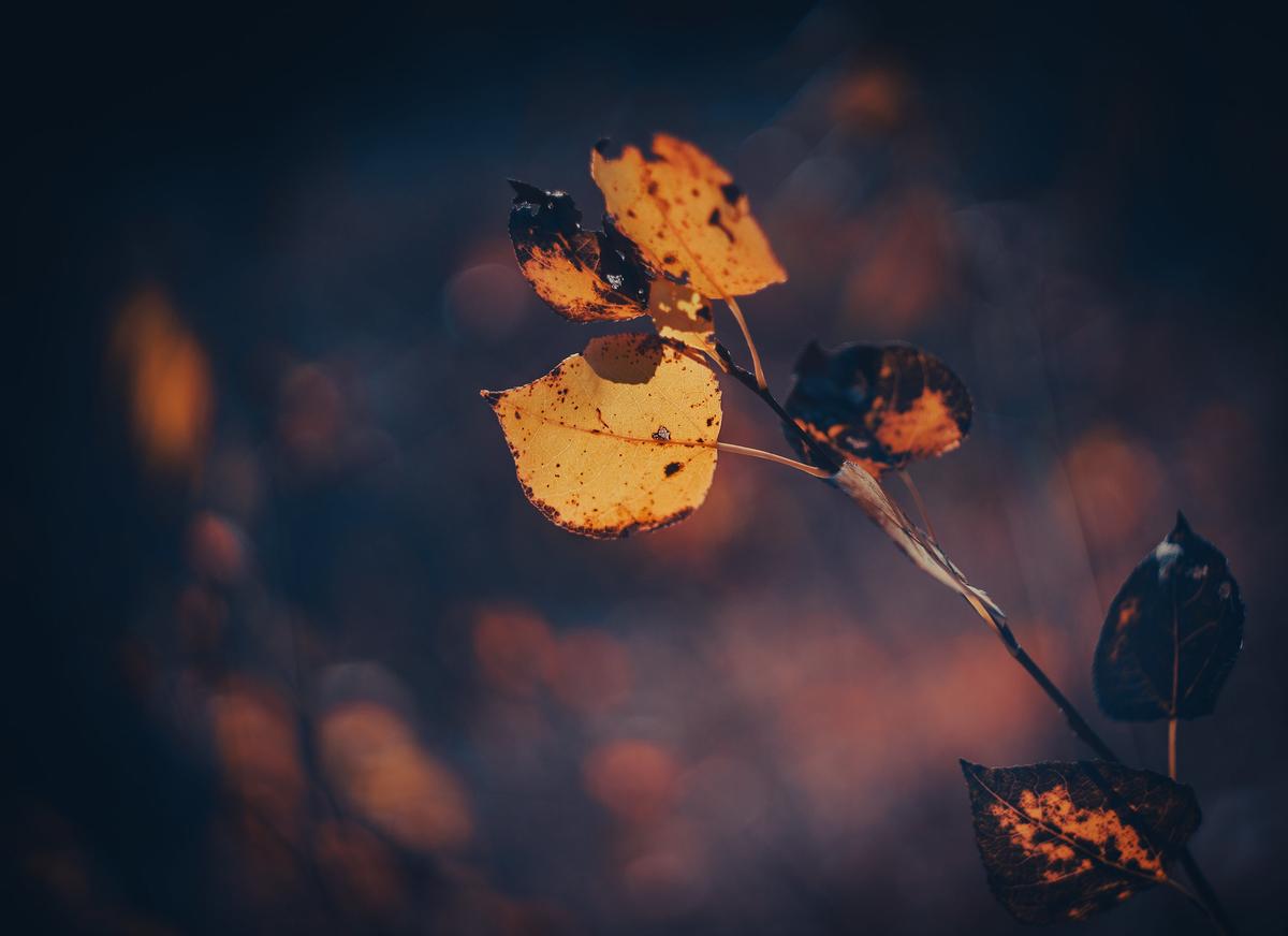 Autumn fires.jpg