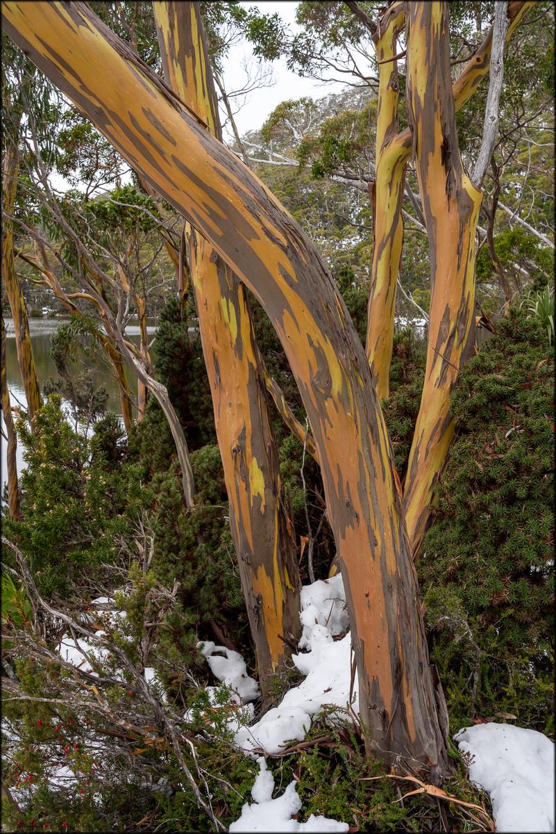 Snow Gums..jpg