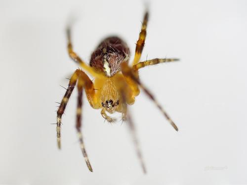 Small Spider.jpg