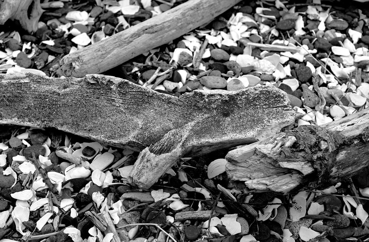 baby-whale-BW2.jpg