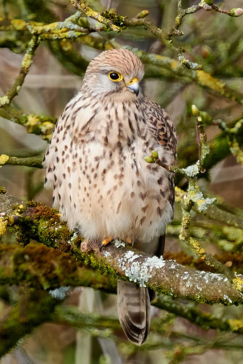 DSC_4347.jpg