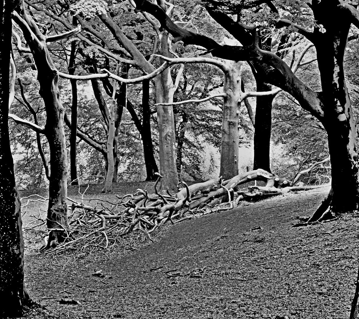 DFCF0015-1-2bw.jpg