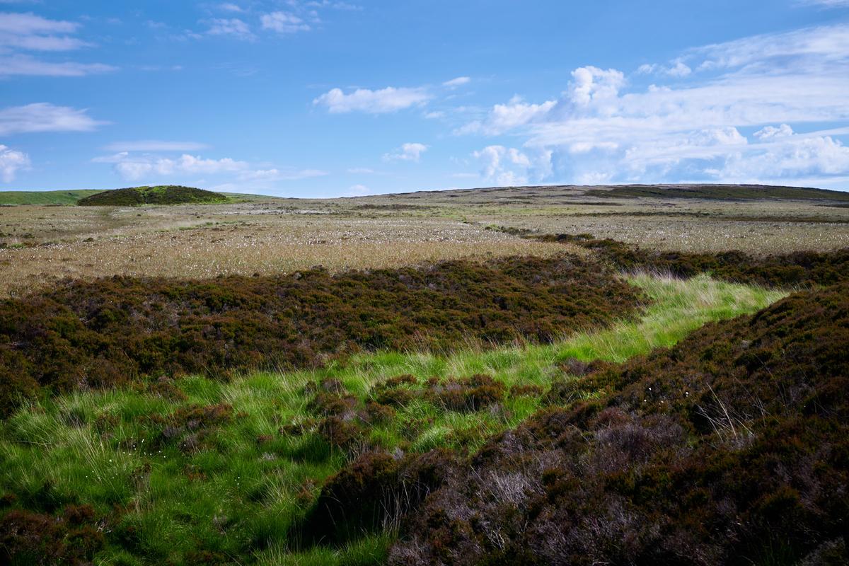 DSC_6260.jpg
