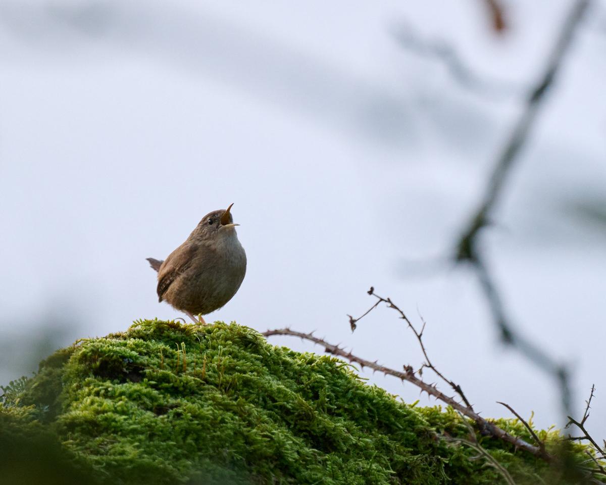DSC_2726.jpg