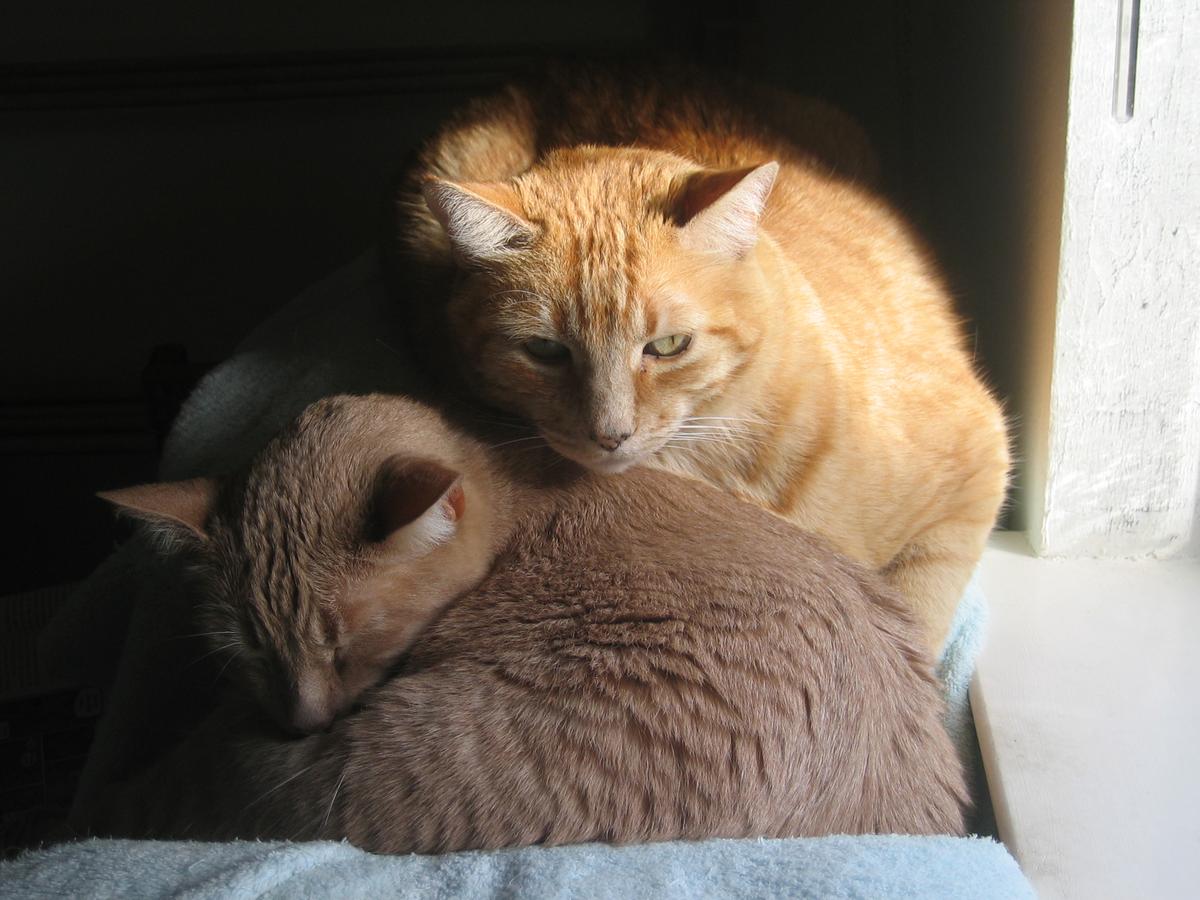 Amos & Otis