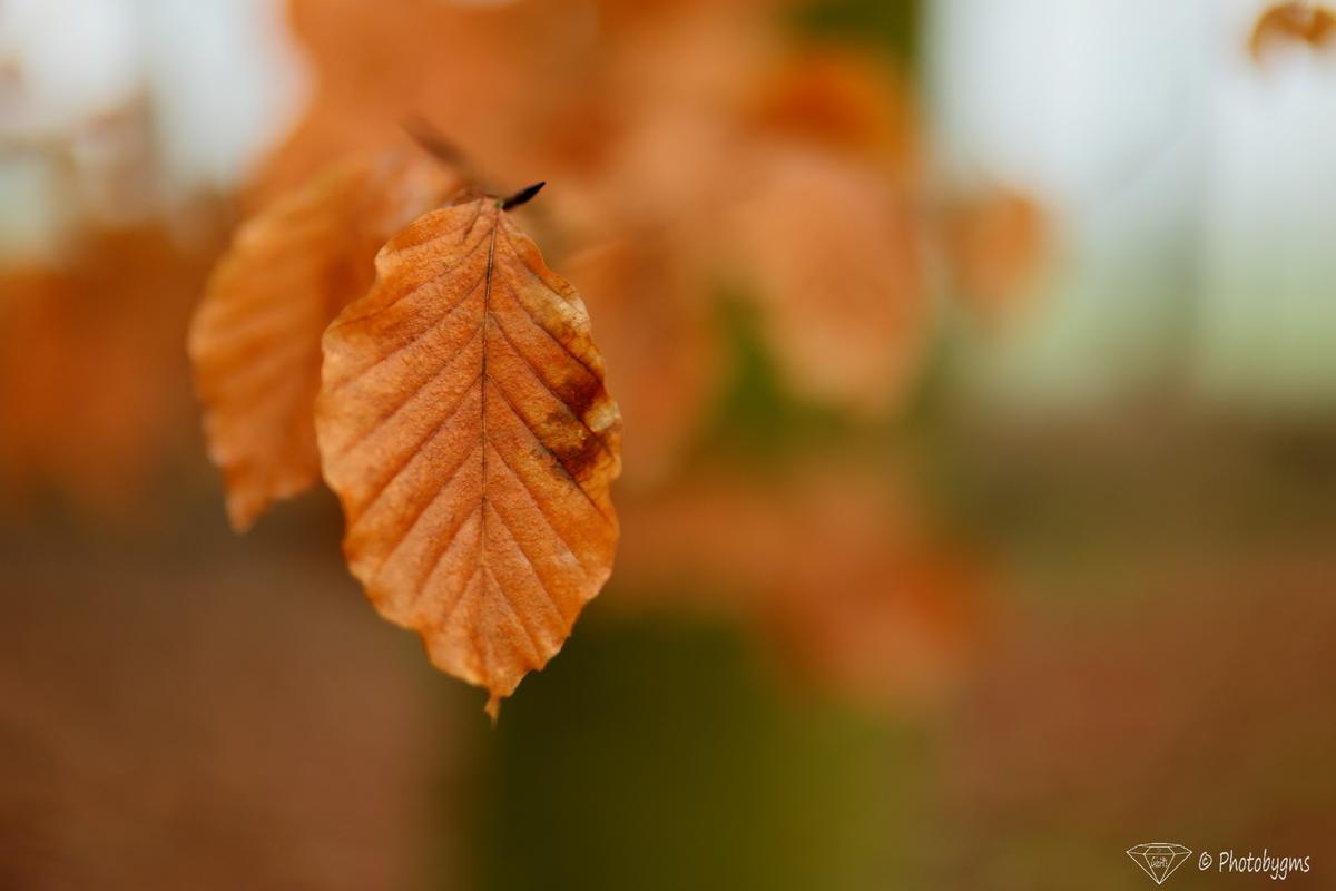 62B_7230.jpg