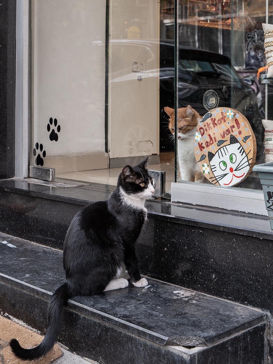 Street Cats of Istanbul