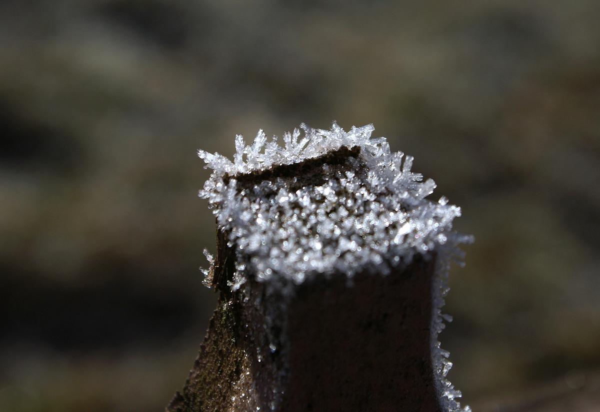 Ice Crown.jpg