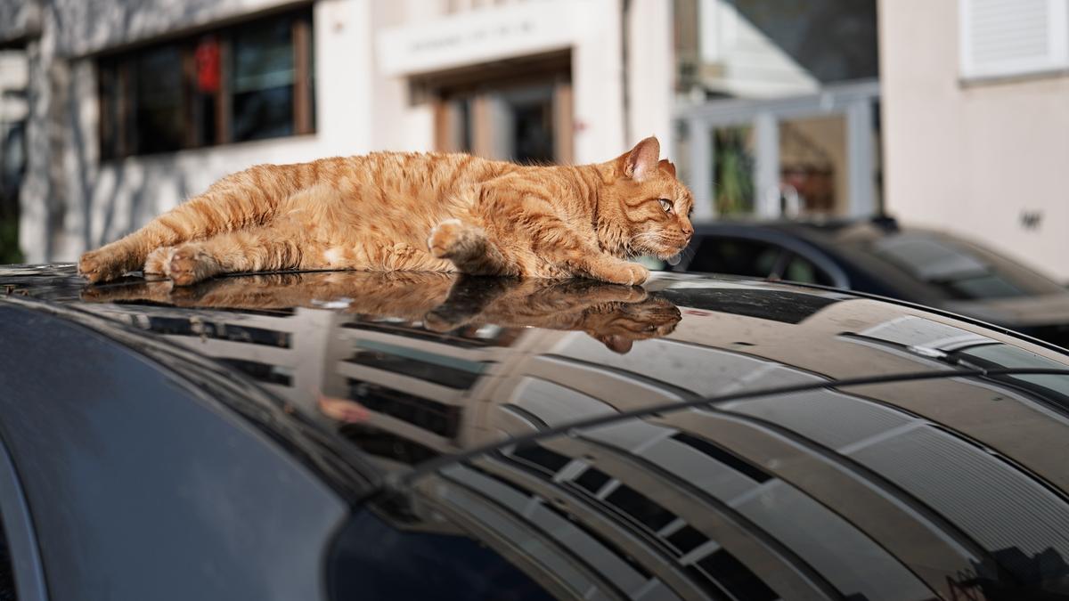 Street Cat of Istanbul