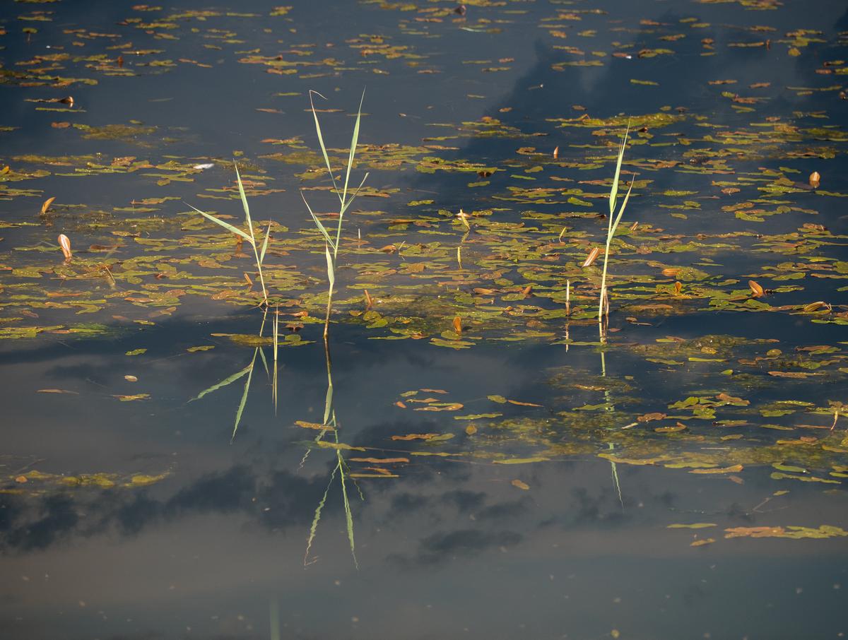 P5286550.jpg