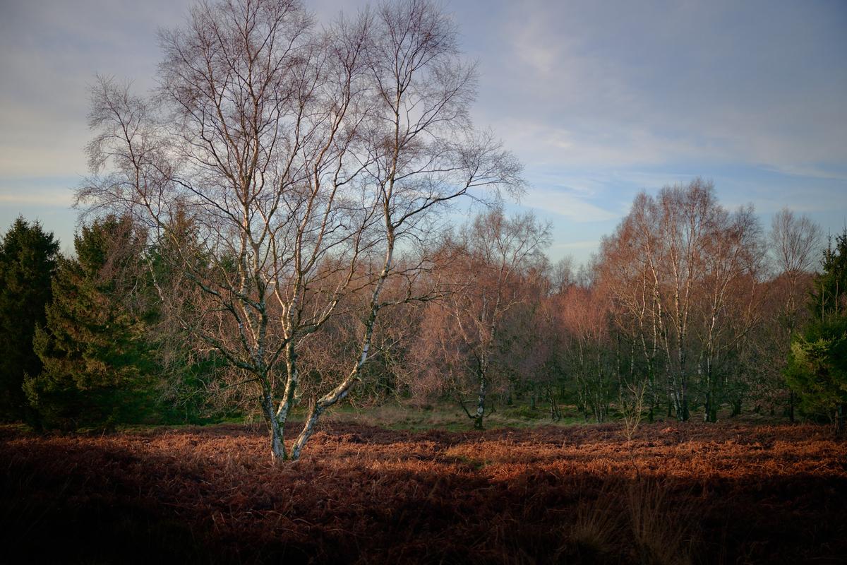 DSC_0199.jpg