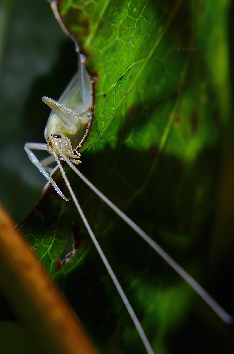 Green Lacewing.jpg