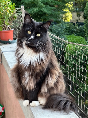 Micio