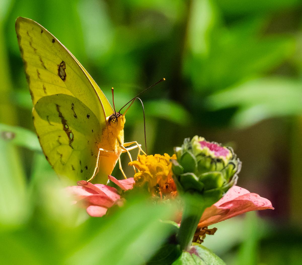 Butterfly 2-4.jpg