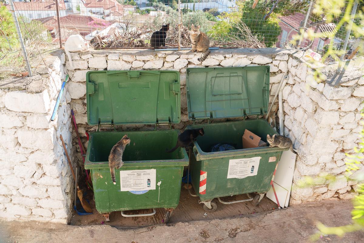 Cats on Hydra 2.jpg