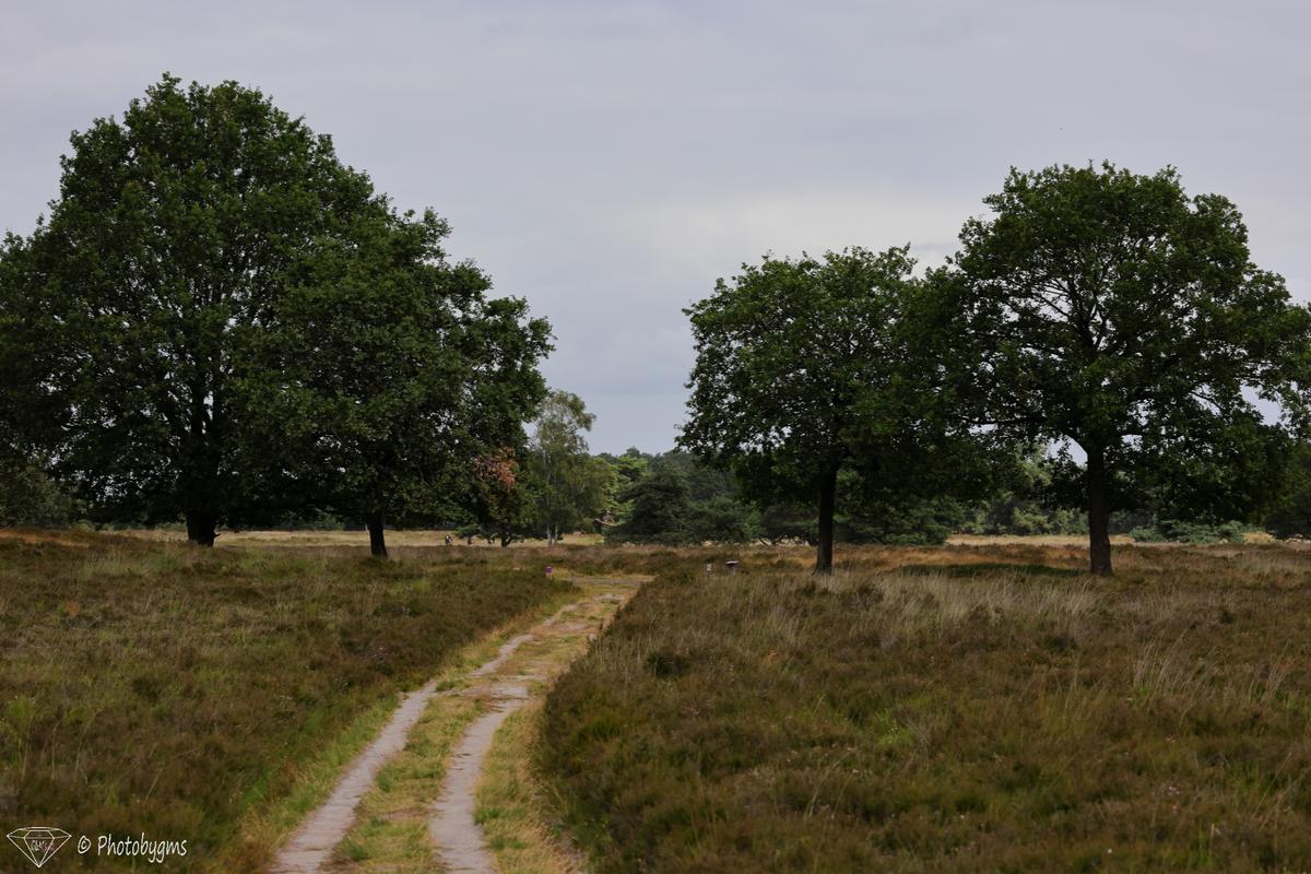 62A_8958.jpg