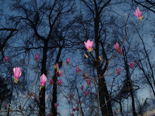 645Z9143bloomsagainstskyfisheyeflash.jpg
