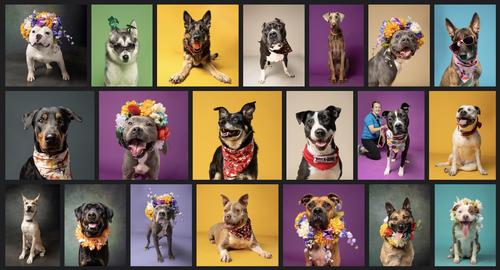 dog-collage.jpg
