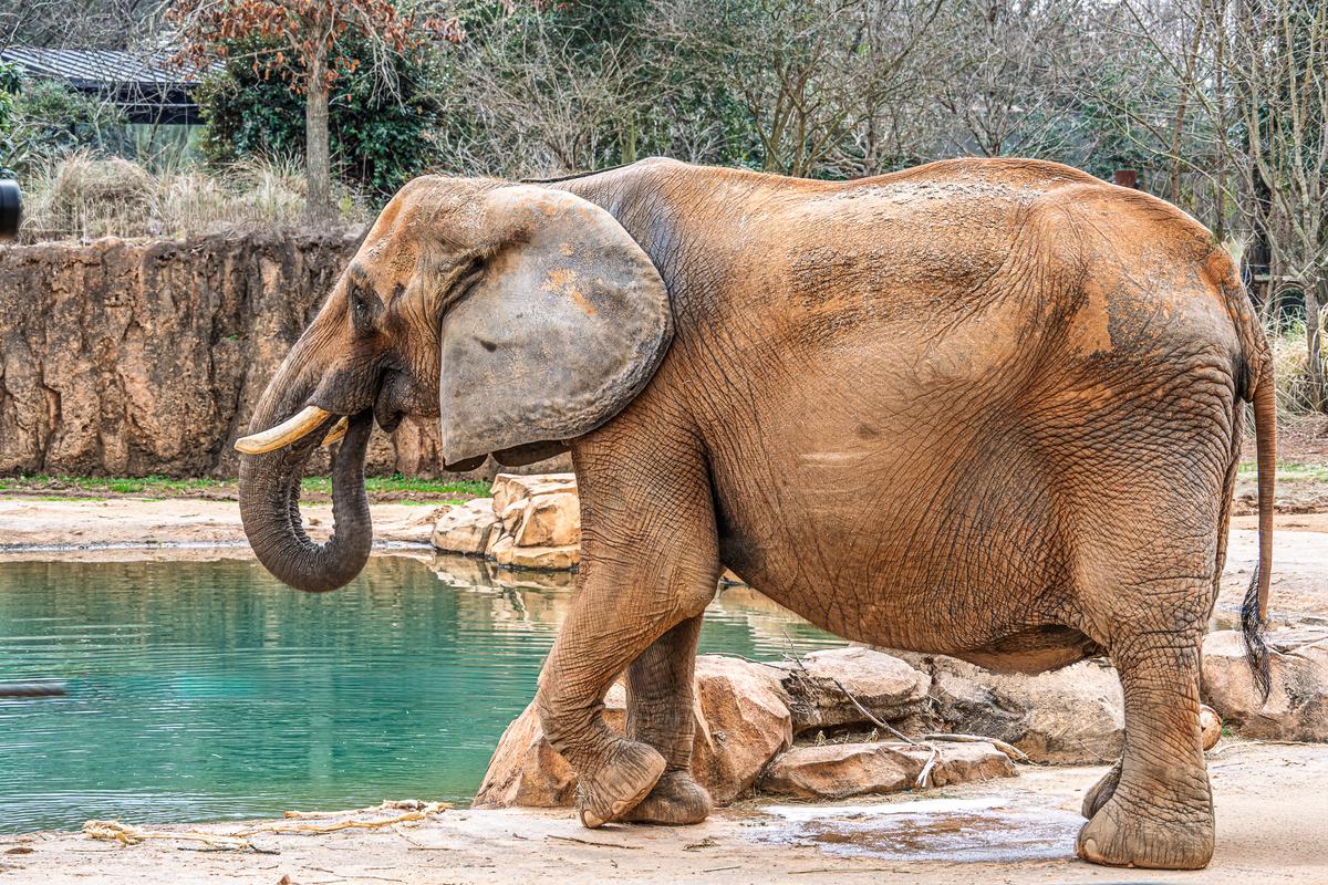 Atlanta Zoo 20260219 - 68.jpg